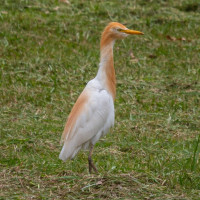 Eastern Cattle-Egret